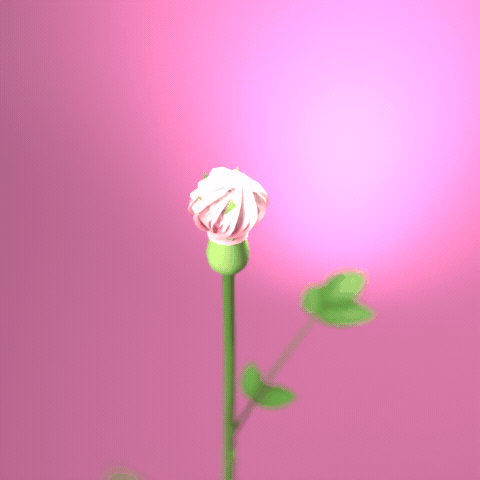 From bud to full bloom
